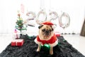 Happy New Year 2020, Merry Christmas, holidays and celebration, Puppy pets bored sleeping rest in the room with Christmas tree. Royalty Free Stock Photo