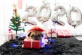 Happy New Year 2020, Merry Christmas, holidays and celebration, Puppy pets bored sleeping rest in the room with Christmas tree. Royalty Free Stock Photo