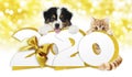 2020 happy new year number text, dog puppy and cat pet with golden christmas ribbon bow isolated on golden blurred lights