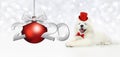 2020 happy new year number text with funny magic puppy dog with red hat and christmas ball isolated on silver blurred lights