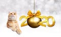 2020 happy new year number text, ginger pet cat with golden christmas ball with ribbon bow isolated on silver blurred lights Royalty Free Stock Photo