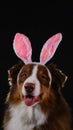 Happy New Year 2023 rabbit. Studio portrait of Aussie on black background. Dog with pink bunny ears on head. Happy