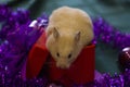 White rodent on the background of Christmas decorations and a red box. background for design Happy New Year 2020