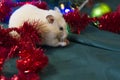 White rodent on a dark green background of Christmas decorations. background for design. Happy New Year 2020