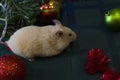 White rodent on a dark green background of Christmas decorations. background for design. Happy New Year 2020