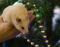 A white rodent sits on his hands, on a dark green background of Christmas decorations. background for design Happy New Year 2020