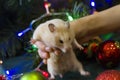 A white rodent sits on his hands, on a dark green background of Christmas decorations. background for design Happy New Year 2020