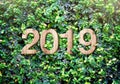 2019 happy new year wood texture number on Green leaves wall background,Nature eco concept,organic greeting card holiday.leave co Royalty Free Stock Photo