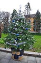 Happy New Year 2024 and xmas, with a photo of a beautiful Christmas tree on the sidewalk of a city street Royalty Free Stock Photo