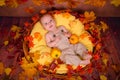 Happy newborn lying on fall leaves. Portrait of beautiful kid. Harvest Royalty Free Stock Photo