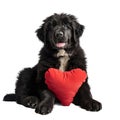 Black Dog Holding Red Heart Pillow Royalty Free Stock Photo