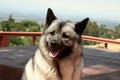 Happy Norwegian Elkhound Dog Panting Royalty Free Stock Photo