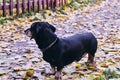 Happy old black-brown dachshund portrait. Dachshund breed, sausage dog, Dachshund on a walk in autumn yellow dried leaves Royalty Free Stock Photo