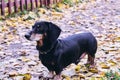 Happy old black-brown dachshund portrait. Dachshund breed, sausage dog, Dachshund on a walk in autumn yellow dried leaves Royalty Free Stock Photo