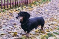 Happy old black-brown dachshund portrait. Dachshund breed, sausage dog, Dachshund on a walk in autumn yellow dried Royalty Free Stock Photo