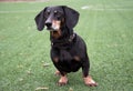 Happy old black-brown dachshund portrait. Dachshund breed, sausage dog, Dachshund on a walk