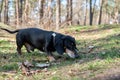 Happy old black-brown dachshund portrait. Dachshund breed, sausage dog, Dachshund on a walk. Royalty Free Stock Photo