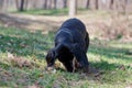 Happy old black-brown dachshund portrait. Dachshund breed, sausage dog, Dachshund on a walk.