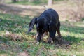 Happy old black-brown dachshund portrait. Dachshund breed, sausage dog, Dachshund on a walk. Royalty Free Stock Photo