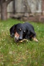 Happy old black-brown dachshund portrait. Dachshund breed, sausage dog, Dachshund on a walk Royalty Free Stock Photo