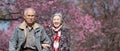 Happy old couple smiling in a park.mature couple with cherry blossom sakura tree.seniors lover family and healthcare concept Royalty Free Stock Photo