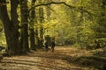 A happy old couple walk through the romantic Autumn woodland