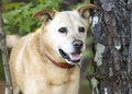 Happy older senior Lab Heeler mix breed dog outside on leash