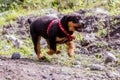 Happy One Month Puppy Rottweiler Running In Nature