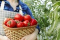 Happy organic farmer harvesting tomatoes in greenhouse. Farmers hands with freshly harvested tomatoes. Freshly harvested tomatoes Royalty Free Stock Photo