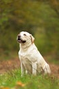 Happy pale yellow labrador sitting in autumn forest.