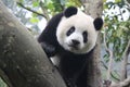 Happy Panda