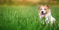 Happy panting dog banner or background Royalty Free Stock Photo