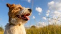 Happy panting dog in summer in the meadow grass on sky background Royalty Free Stock Photo