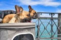 Happy panting French Bulldog dogs sticking heads out of dog buggy with lake Constance in background Royalty Free Stock Photo