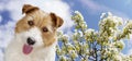 Happy panting funny pet dog puppy with flowers, spring banner