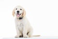 Happy panting golden labrador retriever puppy dog sitting Royalty Free Stock Photo