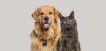 Happy panting Golden retriever dog and blue Maine Coon cat looking at camera, Isolated on grey Royalty Free Stock Photo