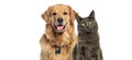 Happy panting Golden retriever dog and blue Maine Coon looking at camera, Isolated on white Royalty Free Stock Photo