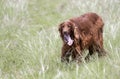 Happy panting dog walking in summer