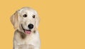 Happy Panting Puppy Golden Retriever looking away, four months old, agaisnt pastel yellow background