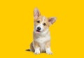 Happy panting Puppy Welsh Corgi Pembroke looking at camera, on yellow background