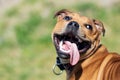 Happy panting Staffordshire bullterrier outdoors playing with tongue out. Animal and dog portrait. Copy space for text Royalty Free Stock Photo