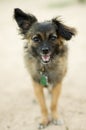 Happy papillion poddle mixed breed dog. Royalty Free Stock Photo