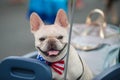 Happy parade dog in costume on July 4th.