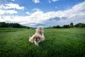 Happy Pekingese Dog on Green Lawn Royalty Free Stock Photo