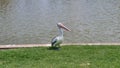 Happy Pelican at Mawson Lakes