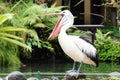 Happy Pelican A pelican, mouth wide open and standing on a piling, is happy about his morning feast of fish in Jupiter, Florida. Royalty Free Stock Photo