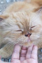 Happy persian cat closed his eyes while Asian woman hand stroking with gentle touching Royalty Free Stock Photo