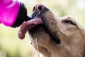 Dog drinking water from a bottle Royalty Free Stock Photo