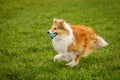 Happy pet dog playing with ball on green grass lawn. Royalty Free Stock Photo